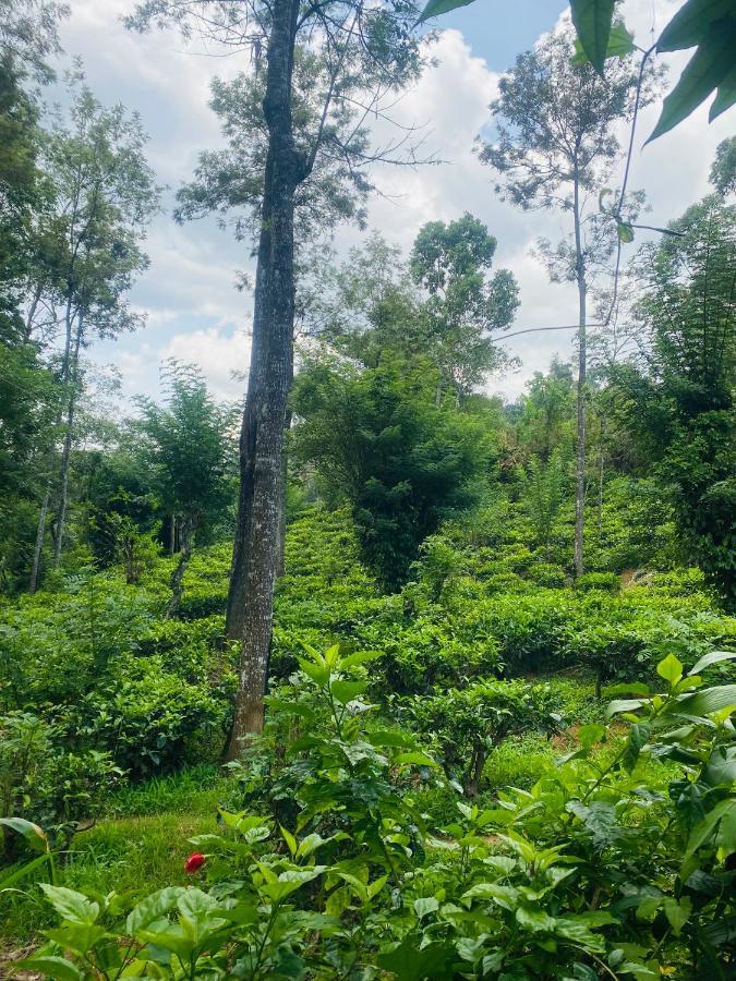 Treetops Ella Bagian luar foto