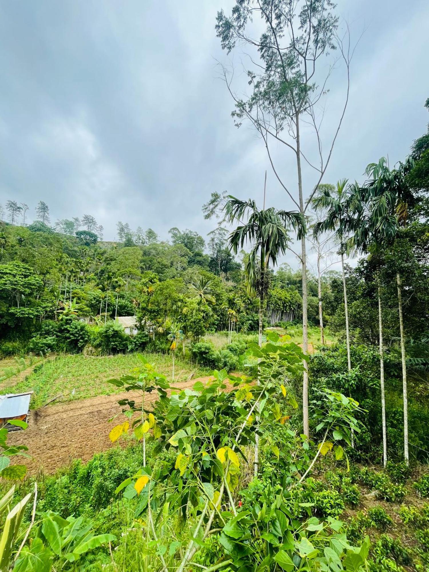 Treetops Ella Bagian luar foto